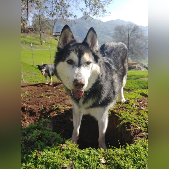 Meet your Posher, Jammie - Picture 3 of 7